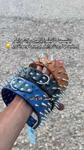 #normizzuser #rottweiller #مالينوا #كلاب_الجزائر #pitbull 