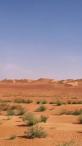#بخيت_المرر #قصيد ‏#explore  #ابوظبي #الظفرة