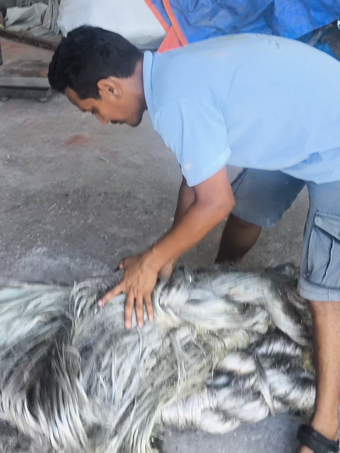 Dashai ma ping ko lagi.........