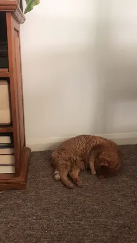 gioacchino’s spot