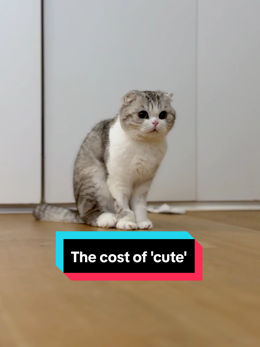 Milo might be adorable on the outside but on the inside he's batting daily joint pain and breathing issues — all because breeders decided flat faces and folded ears were a lucrative selling point. #MiloDeservesBetter #EndExtremeBreeding #ScottishFoldCats 