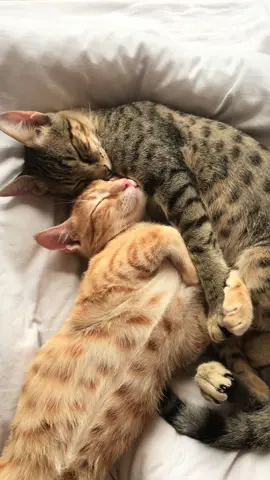 Fall inlove again and again.  #cat #inlove #fallinlove #catvideo #fyp 