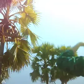 အမုန်းဆွဲ😋🤪 #နေတိုး #fypシ゚ #edit #fyppppppppppppppppppppppp #မူရင်းကိုcrdပေးပါတယ် 