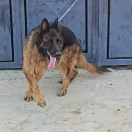 #طارق_بن_زياد_المعزز 🦅🦅🦅🔥