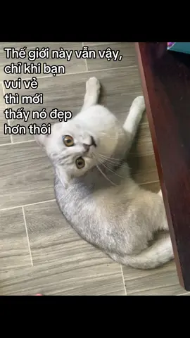 ỏoo😍🫰🏻 #meomeooo#cap #caphay #xybca #2025 