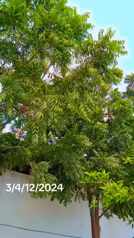 tiktok video#promomakanliburan #