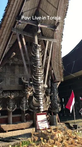 Welcome to Toraja life.#torajasulawesiselatan #toraja #tongkonan #torajahits #fyp 