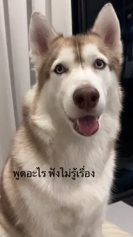 บลูๆหิวข้าวอีกแล้ว #บลูหิวข้าว #siberianhusky #หมาไซบีเรียน #ไซบีเรียนเป็นหมาตลก #หมาพูดได้ 