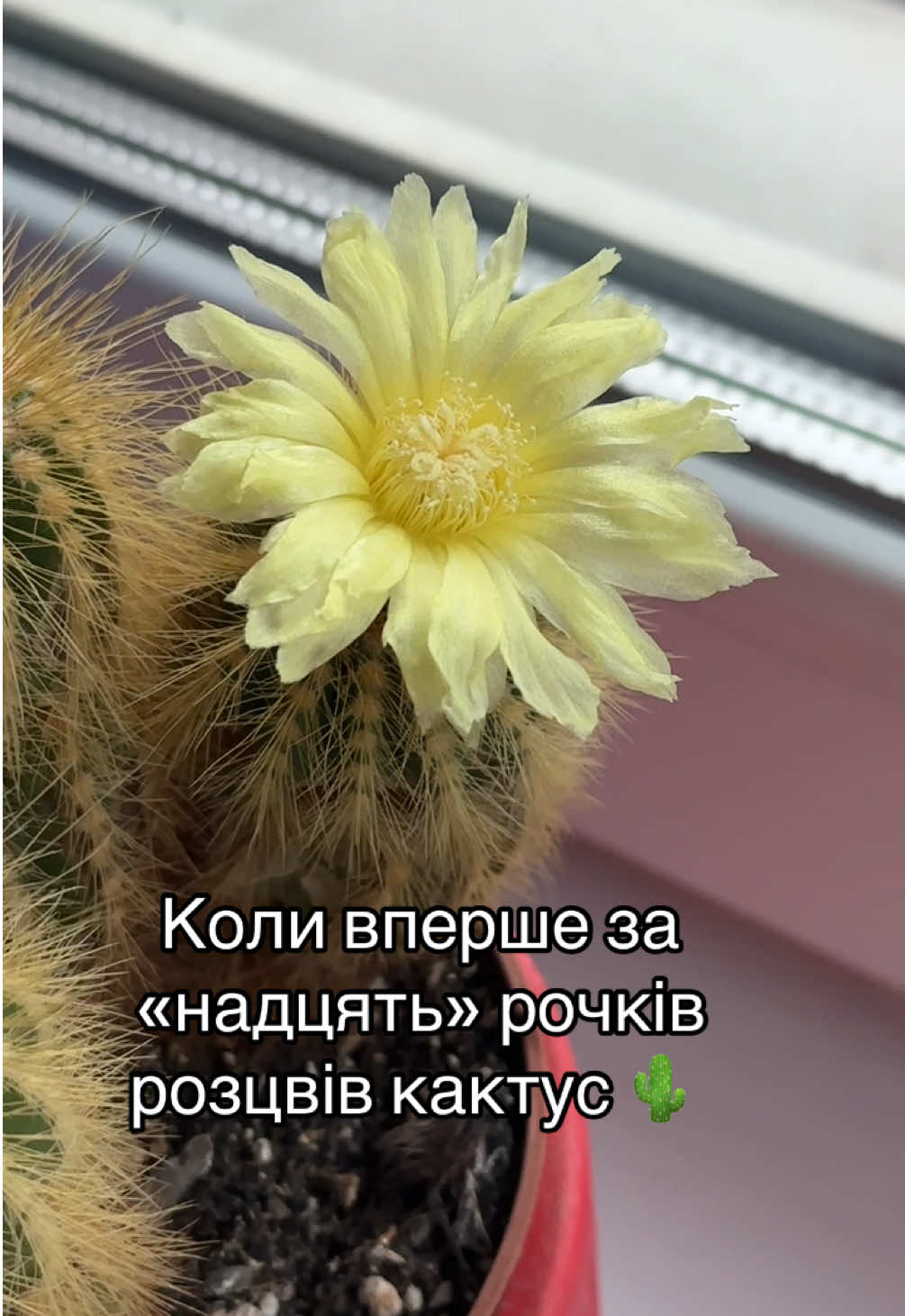 Вперше в моєму житті зацвів  кактус 😍  #anna_mansurova_ #стрелец♐ #masurik #зацвівкактус #впершевжитті 