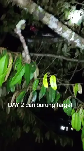 part 2 cari burung target