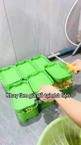 Khay làm giá đỗ tiện ích####xuhuongtiktok #xuhuong2025🥰 #khay #khaylamgiado #khaylamgiatainha 