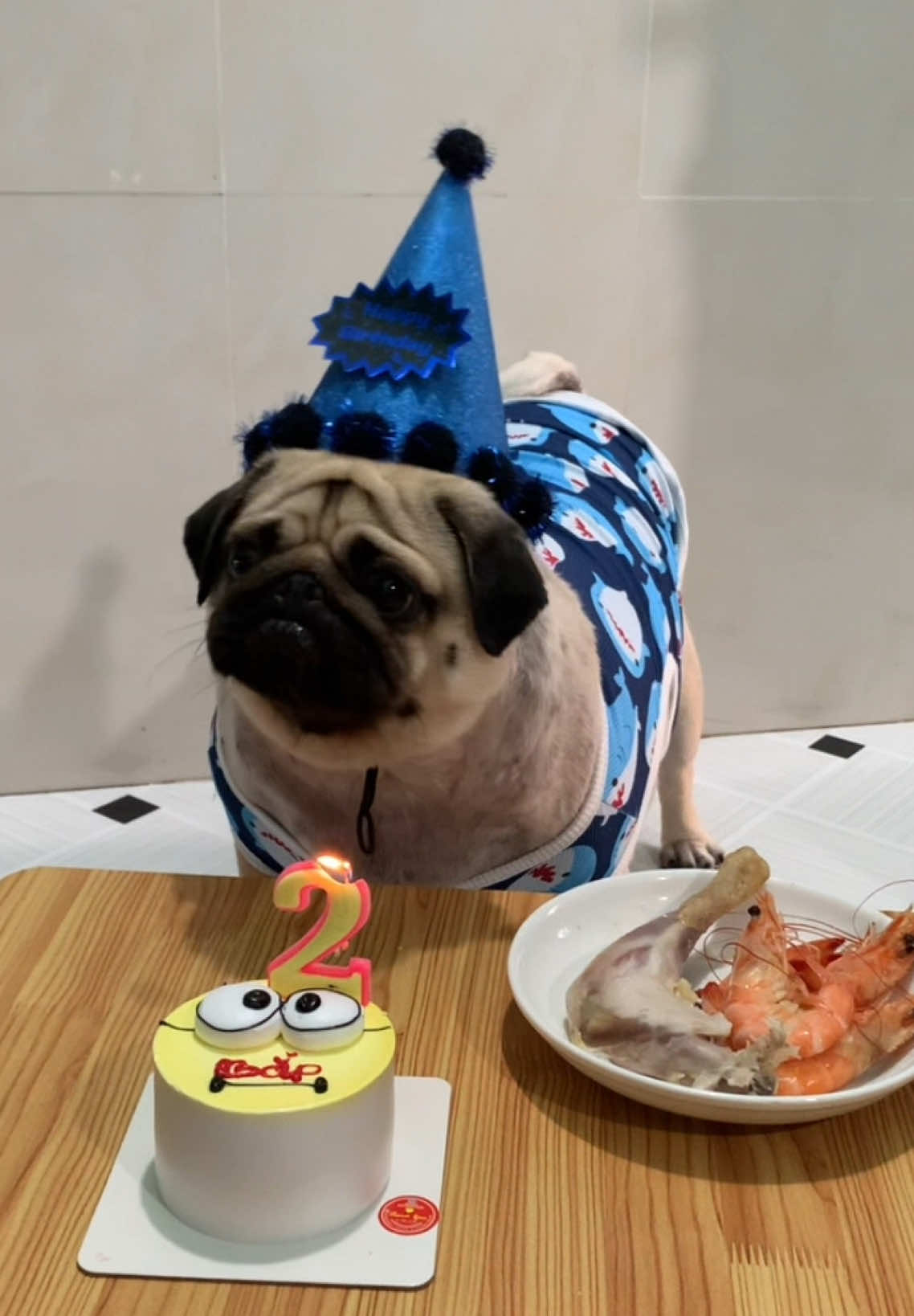 Vui quá #yêuđộngvật #pug #thinhhanh #thucungdethuong #cunyeu 