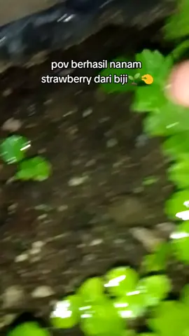 #minigarden #tanaman #bibit #strawberry 