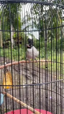 burung kutilang isian mewah #kutilangisianmewah #kicaumanianusantara #fypkutilang 