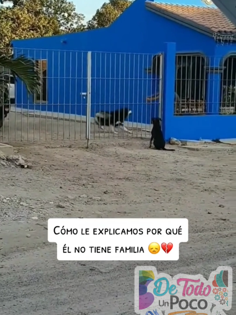 Aveces no todas las mascotas tienen la misma suerte #mascotas 