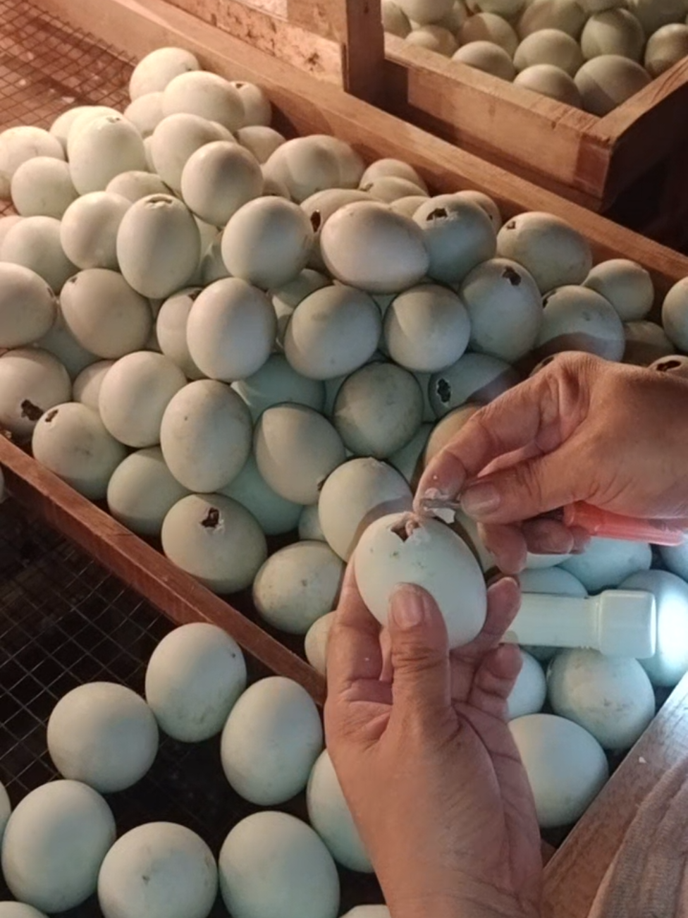 Suami suami takut istri 😂🦆