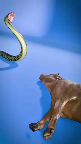 How Snakes Swallow Huge Prey #Snakes #WildlifeFacts #AnimalKingdom #Nature #Reptiles 