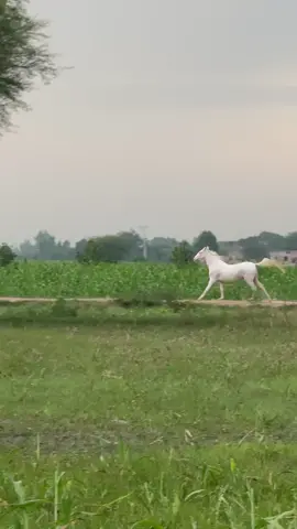 Shok 🐎⚜️#horse #loveers #viral_video #ghora #trinding @MUNEEB @𝒜𝒬 @Ch Qayyam @🔱rai sohaib🇩🇪🔱 @aaqib.op1 @Muneebs_Shadow🇵🇰 @رائے گلباز اکرم کھرل 👑 @itxabdullah 90 @رائے ہاشم🚩 @Sagheer Abbas Rind 