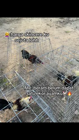 🔥🐓🤪#RGGEMEFARM #peternakayam #ayamphilipin🇵🇭 #foryoupage #fyppppppppppppppppppppppp 