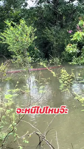 #ครอกชะโด 