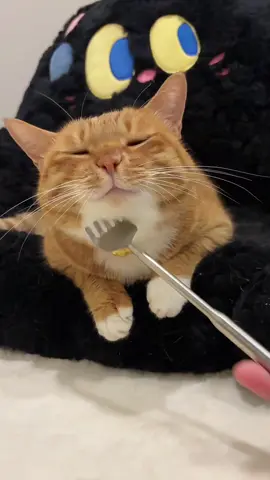😋😋#catlovers #catslovers #fyppppppppppppppppppppppp #🐈 #xyzbca 