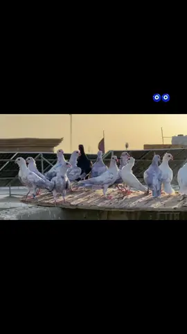 #رافل_العراق_البيض_ملك_الساحه🇮🇶💪  #رافل_واسط  #الرافل_قضاء_الحي  #ارافل_الديوانيه  #صعدو_الفيديو  ‏ما بقى شيء جهز حمام🚗 ٠٠٠٠٠٠٠ @فكات ارافل وحمر الديوانية @فشي🧿🫀 @شــبـآويي🚩🕊. (ارافل الشطره) @الخمري❤️🪬 @النقيب ٢ @صكاكي ❤️ @٫⇣:♯̶﮼ابـو حـسـنﹾ٭ﹾۦٰ۪۫، @الناصري @مهدي الكوري❤️🌹 @احمد العراقي🌘 @امو لي 🆎 @الحتاريف🙆 @بطوط ➰ @ءمـًُـٌولـَـٍيٌ 💕🤭 @حمودي بشار 💧 @عـلي🧤 @عليوي رسول 🚸 @ڤـيـرآآآتــي✔️ @مقيدي 🍃 @’ِزعتوري🪐 @﮼ࢪضيوو 𓅔 ٠٠٠٠ ❤️