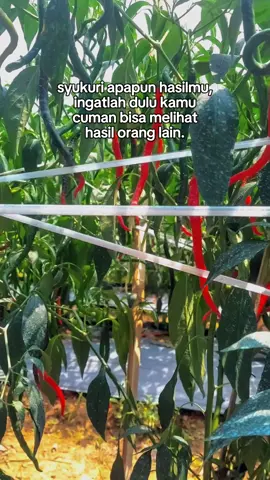 semngat petani muda #fyp #petanicabai #petanimilenial #petanimuda 
