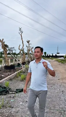 Nở khung dày lườn nuôi gà bình 1 Lít #nokhungdayluon #octamix #octamixliquid #cachnuoiga #yeuthuongdongvat 