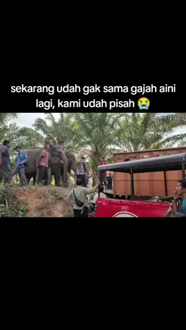 selamat jalan gajah baik, sehat sehat disana ya nak, semoga kita bisa jumapa lagi lofyu gajah kesayangan ku Aini Sultan 🥰🫶😭🐘#fypage #gajahsumatera 