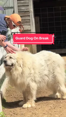 This Great Pyrenees was probably the biggest dog I’ve ever met! He was taking a break from guarding which every guard dog deserves! #greatpyreneesoftiktok #greatpyrenees #guarddog #farmdog #dogtok 