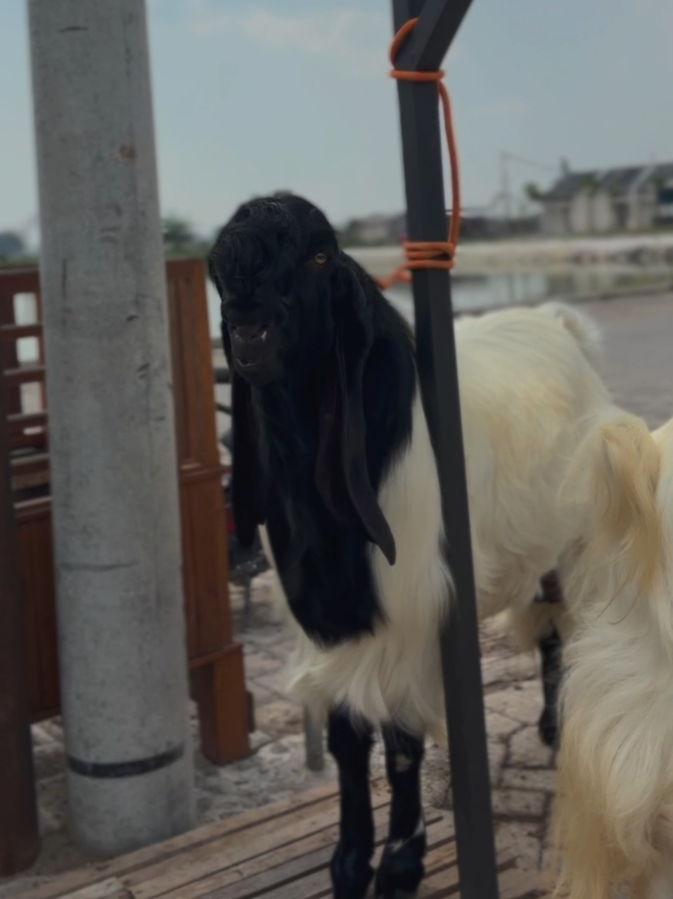 4 sekawan  #kandangsontogembolo #kambingetawa #kambingPE #kambingkontes 