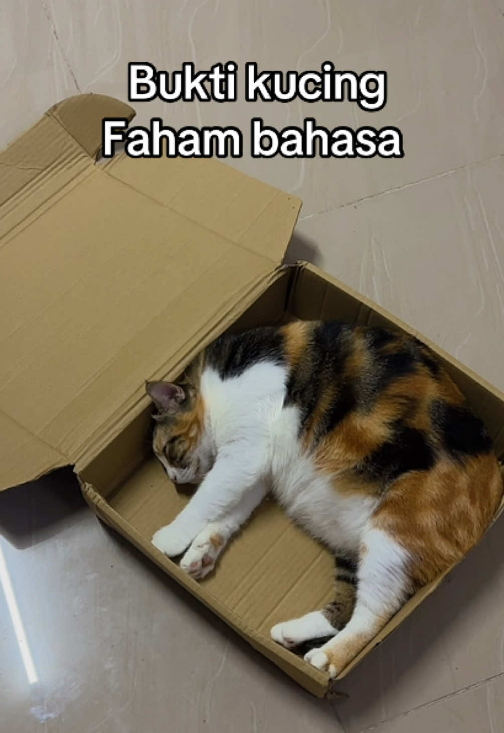 Tilam semua aku sediakan kotak juga jadi pilihan kau? Pastu nanti vet cakap kau stress🫩