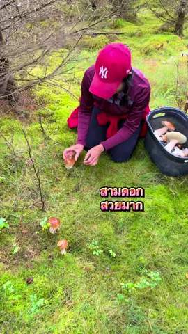 เก็บเห็ดผึ้งหวานล่าสุด #คนไทยในต่างแดน #pickingmushroom #ธรรมชาติ #เก็บเห็ด 