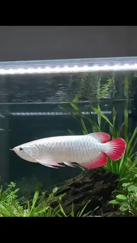 Chắc ai đó sẽ thích #carong #carongvietnam #caronghuyetlong #reddragon #xuhuong2025 