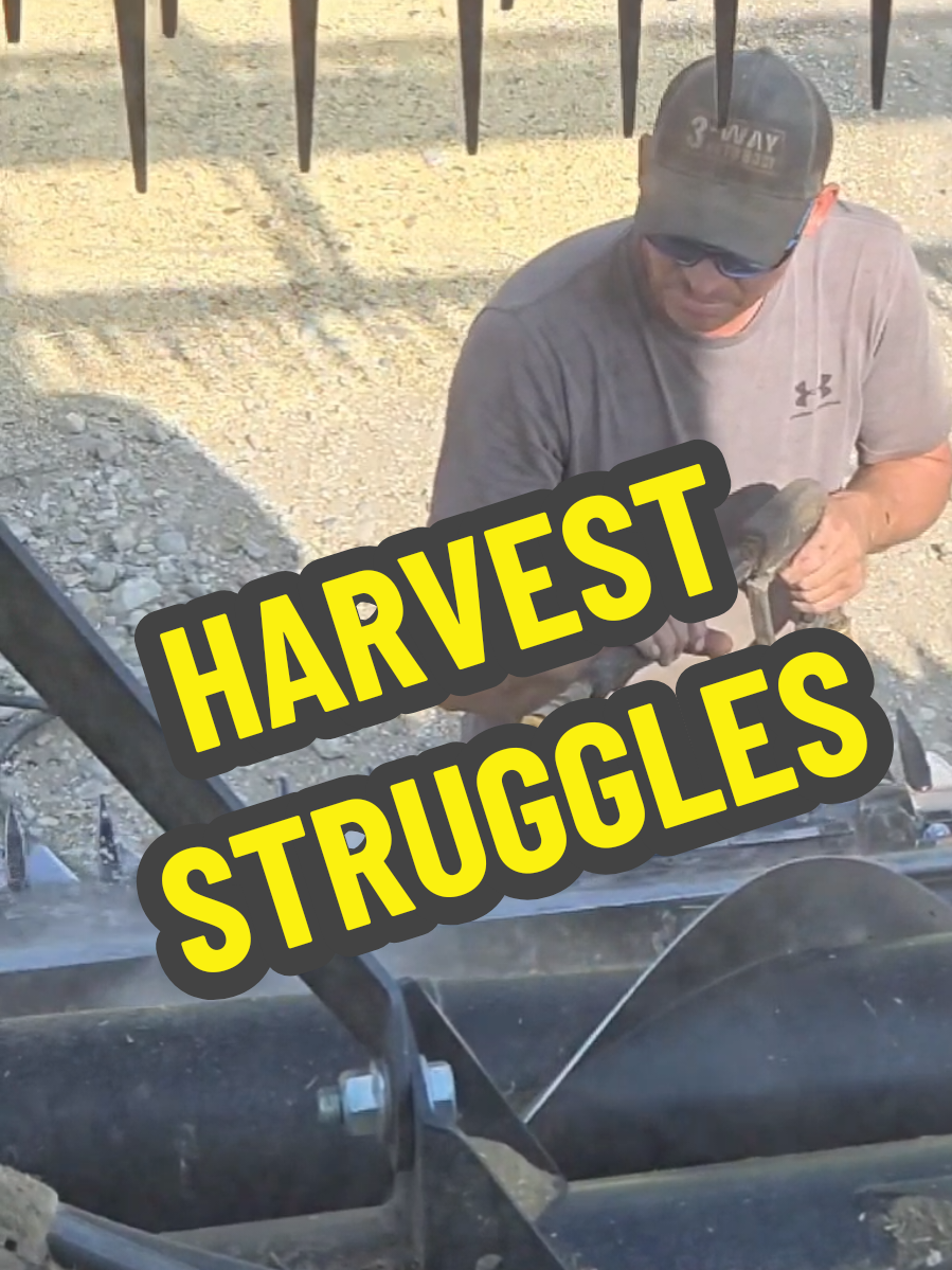 Harvesting some crops can be challenging.  The chickpeas on our farm this year were green and built up on the sickle.  #farm #food #farmlife 