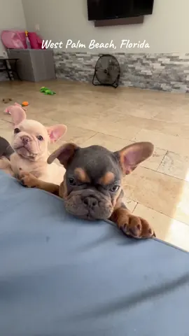 Good Morning! * “Unconditional love comes with wrinkles, snorts, and puppy kisses 🐾❤️”#PuppyLove #FrenchieLovers #FrenchiePuppy #FloridaFrenchies 