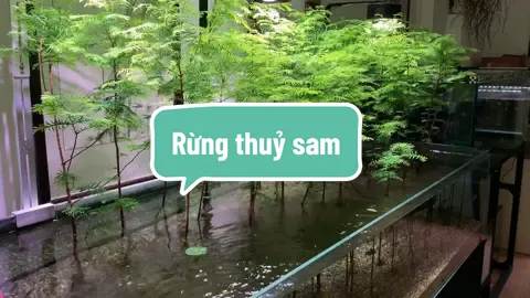 Khu vườn thủy sam trong hồ thủy sinh , bạn có muốn thử #thuysam #cacanh #thuysinh #aquablue 