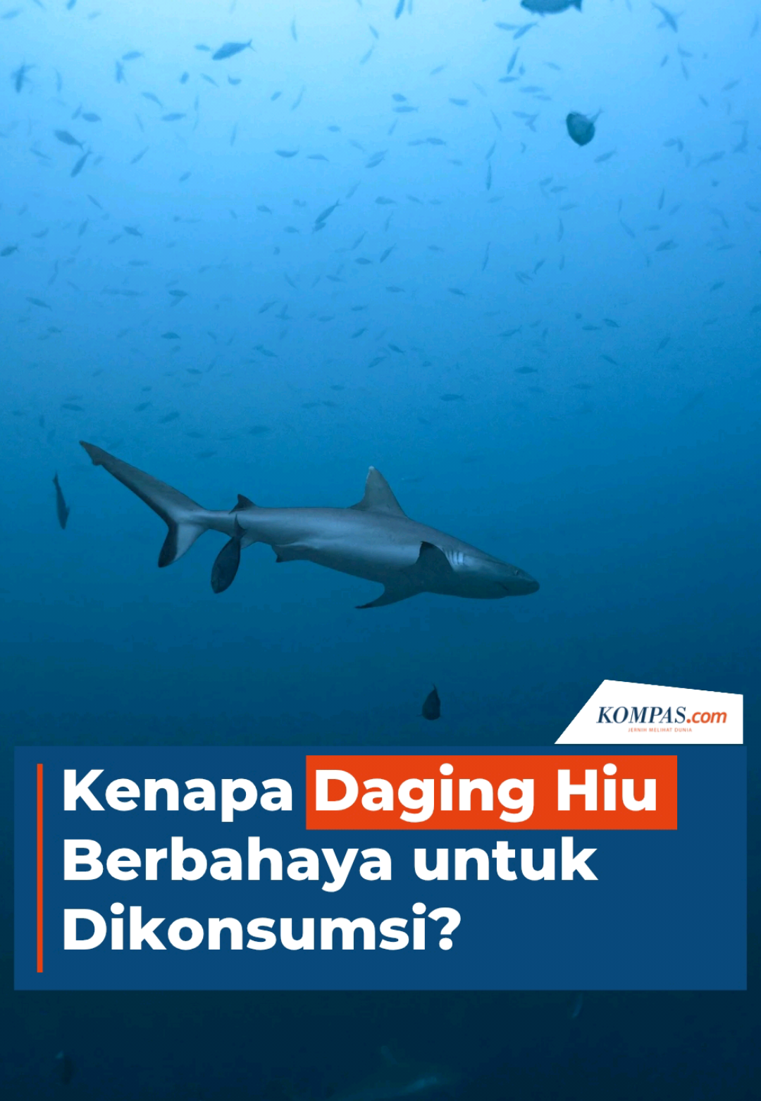 Sebanyak 20 siswa dan seorang guru di Ketapang, Kalimantan Barat, keracunan usai menyantap ikan hiu goreng dari program Makan Bergizi Gratis (MBG).  Meski umum dikonsumsi di wilayah pesisir, daging hiu sebenarnya berisiko tinggi karena mengandung merkuri, arsenik, dan timbal.  Zat-zat ini berbahaya bagi organ vital seperti ginjal, otak, dan saraf.  Kreatif: Rega Almuhtada Produser: Nibras Nada Nailufar #MBG #IkanHiu #Keracunan ##Xplain