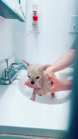 Bath time for this little baby! #cute #puppy #fyp 