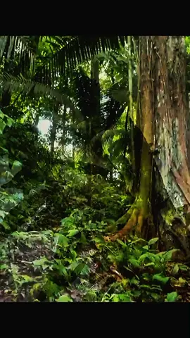 Rindu Purnama 🥰 #kangdedimulyadi 