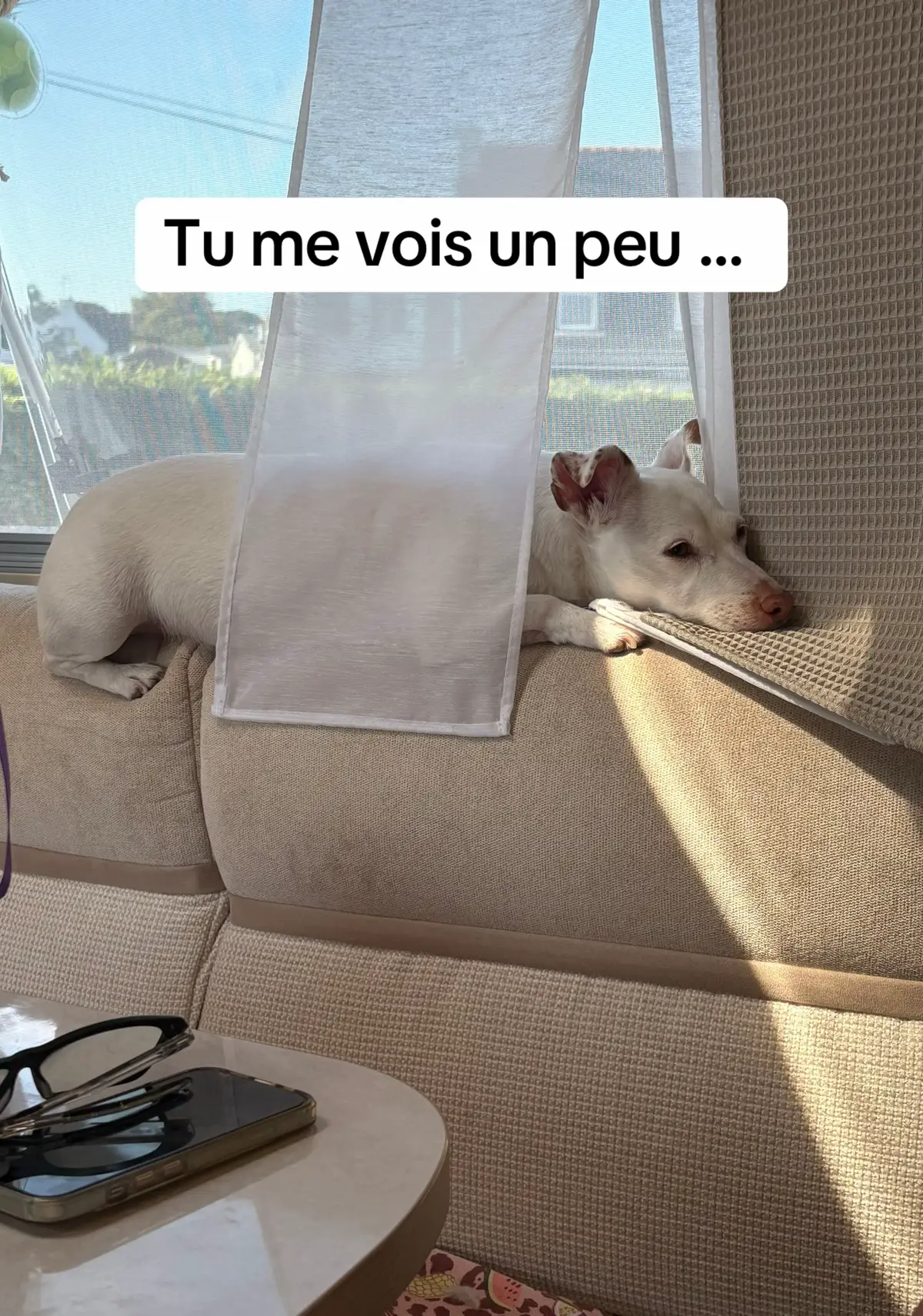 Tu me vois un peu ! Tu me vois plus ! Quand ton chien joue à cache cache 😆 À vous de jouer 😋 #chiendamour #chienmignon #animauxdecompagnie #communicationintuitive #amourdesanimaux 