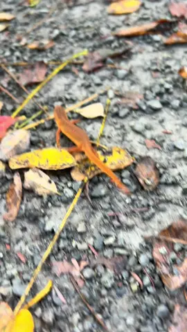 #salamander #newt #redspottednewt #savetheanimals #fyp 