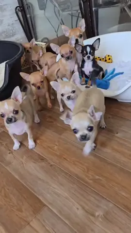 🌟 Tiny Guardians, Endless Love 🌟 Don’t let their size fool you — our Chihuahua puppies have the biggest hearts. 💕 Playful, loyal, and ready to shower their forever family with love 🏡🐶✨. Could your home be where their story begins? 🌸 #ChihuahuaLove #AdoptDontShop  #FYP  #CutePuppies  #DogsofTikTok 