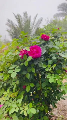 وقد عاد الشتاء معتذراً 🥹🌧️ #مطر #الشتاء  #ديسمبر #ديالى #تصويري📷 