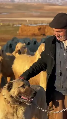 BUNLAR HAS KANGAL! Palavra Partal yok !  #anadoluçobanköpeği #kangal #sivas #trkangalpostası #reels 