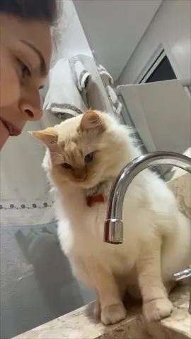 the cat in front of the faucet#FunnyCat #Funnyvideos #Catlover #pet #fyp