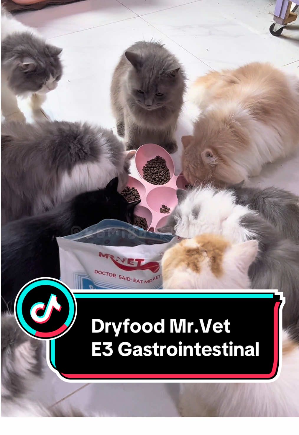 Uda gonta ganti dryfood tp gdk yang cocok krn anabul diare? Coba deh pake Mr.Vet varian E3 gastrointestinal yang bisa menjaga kesehatan usus #mrvet #mrvetindonesia #gastrointestinal #mrvetgastrointestinal 