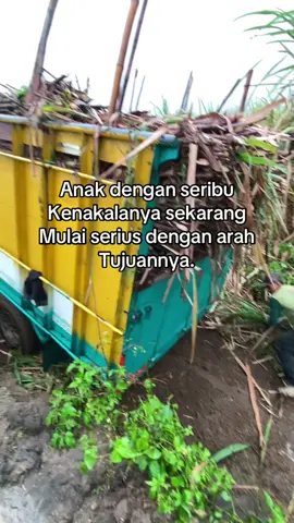 #pejuangrupiah #petanitebuindonesia #berkahtebu🎋 