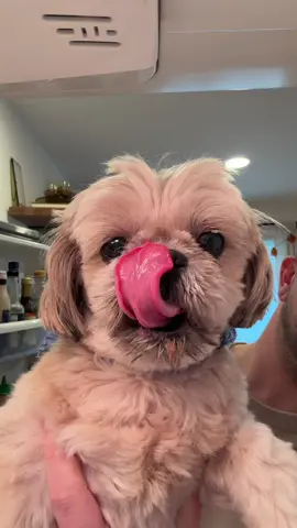 👅👅 #shihtzu #dog #dogsoftiktok #dogtok #shihtzusoftiktok 