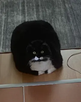 Babayla zor yarışırlar. #kedi #akım #keşfet 